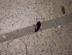 Calathus melanocephalus