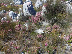 Erica tegulifolia