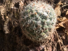 Mammillaria standleyi