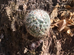 Mammillaria standleyi