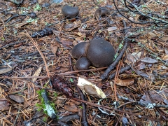 Lycoperdon umbrinum image