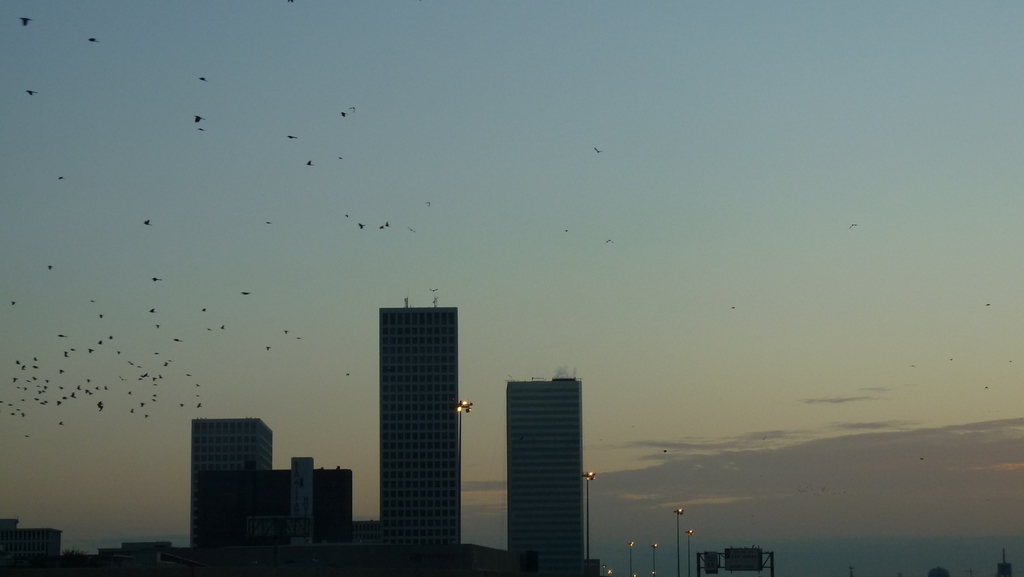 Great-tailed Grackle from Houston, TX, USA on January 1, 2009 at 07:16 ...