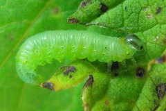 Pristiphora appendiculata