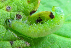 Pristiphora appendiculata