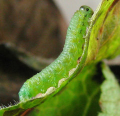 Pristiphora appendiculata