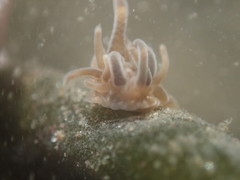 Bunodeopsis