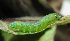 Pristiphora appendiculata