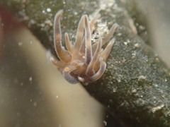 Bunodeopsis