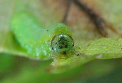 Pristiphora appendiculata