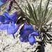 Penland Beardtongue - Photo (c) Jared Shorma, some rights reserved (CC BY), uploaded by Jared Shorma