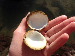 Dallocardia quadragenaria