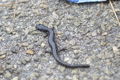 Plethodon grobmani