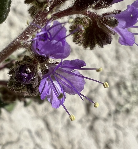 Gina's phacelia (Phacelia gina-glenneae)
