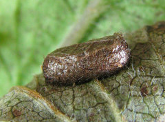 Pristiphora appendiculata