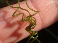 Chaetomorpha spiralis