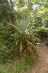 Cordyline indivisa