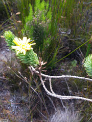 Ursinia caledonica