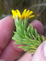 Ursinia caledonica