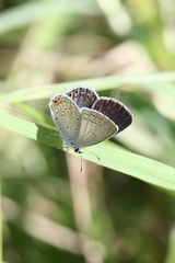 Cupido comyntas texana