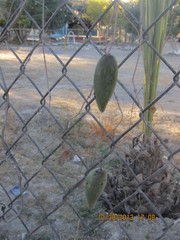 Cynanchum racemosum