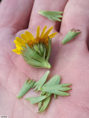 Ursinia caledonica