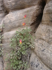 Aquilegia loriae