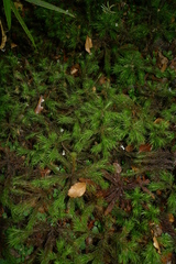 Dendroligotrichum tongariroense