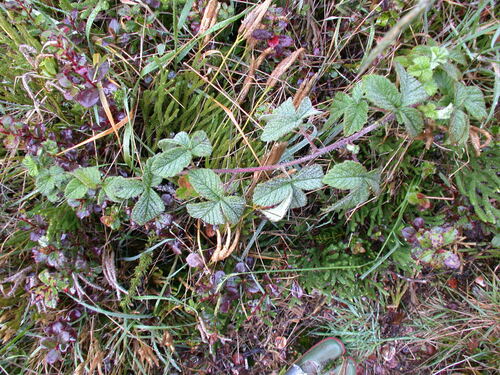 Rubus macraei observed 2004-03-16