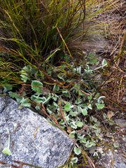 Centella flexuosa