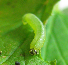Pristiphora appendiculata