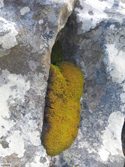 Hypodontium pomiforme