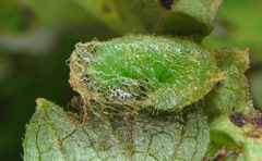 Pristiphora appendiculata