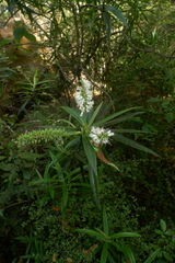 Veronica corriganii