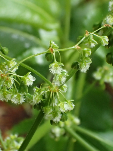 Rumex albescens