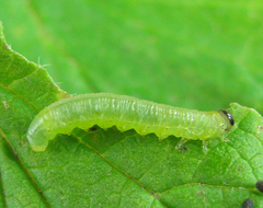 Pristiphora appendiculata