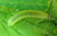 Pristiphora appendiculata