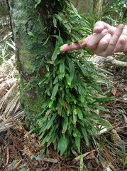 Loxogramme dictyopteris