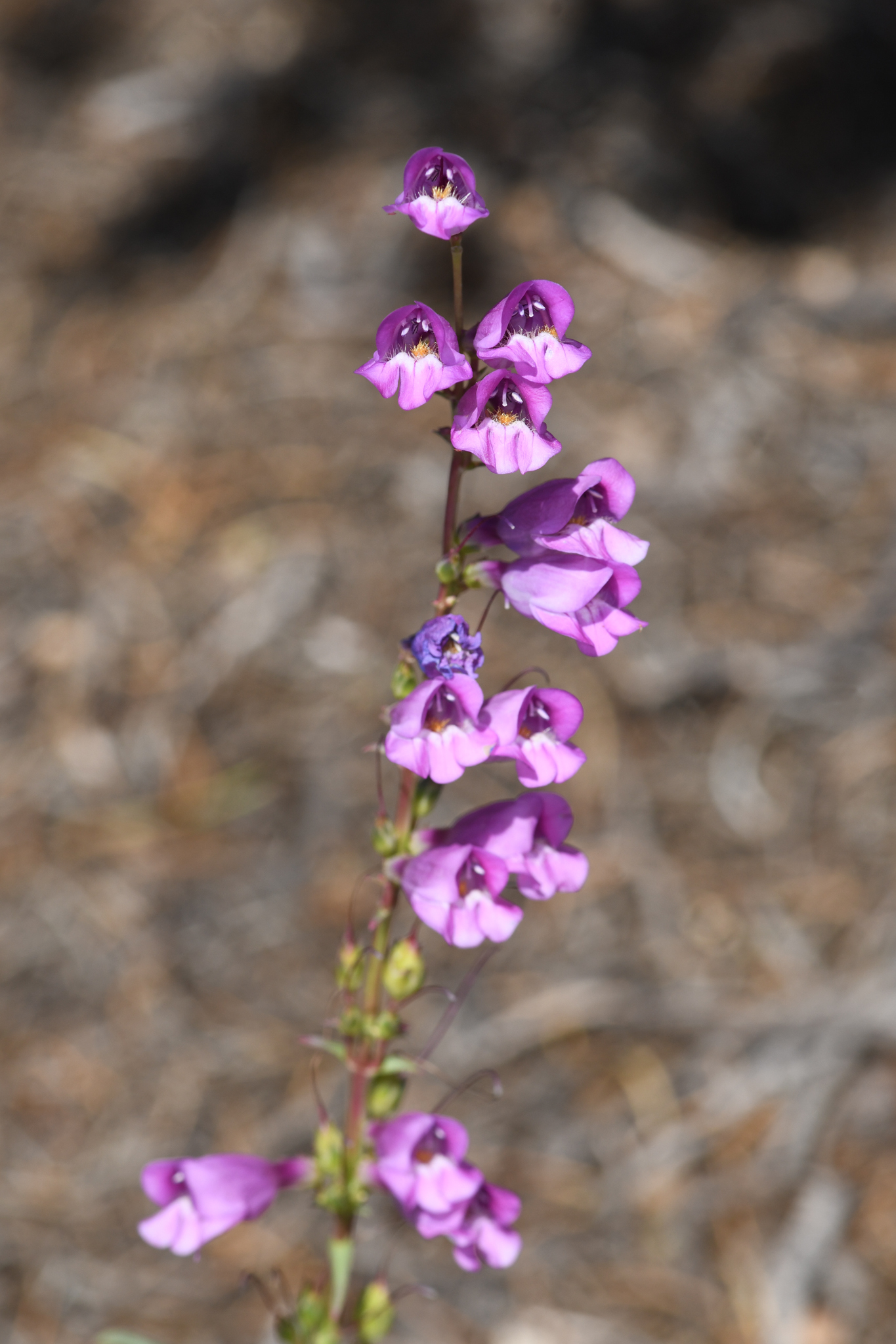 Penstemon pahutensis