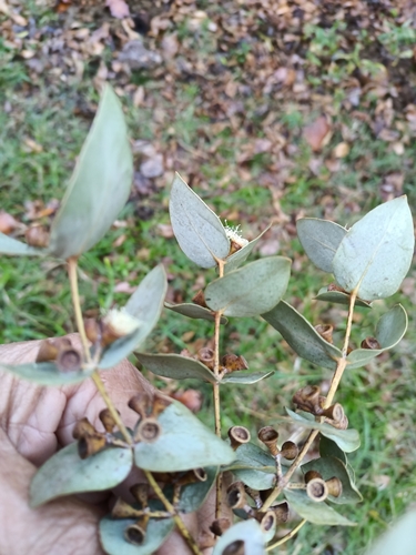 Eucalyptus cinerea