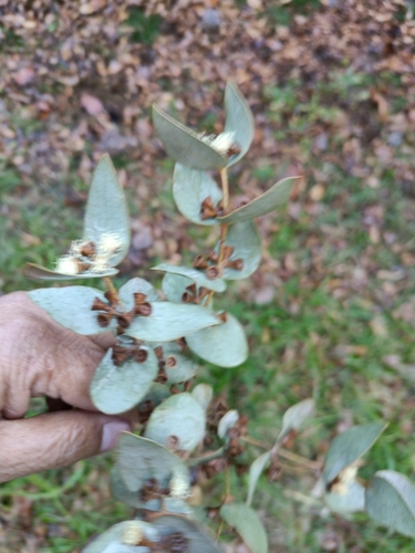 Eucalyptus cinerea