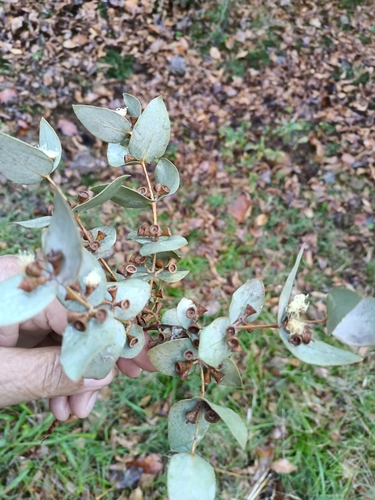 Eucalyptus cinerea