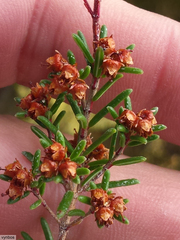 Erica obtusata