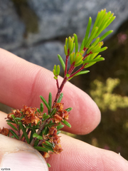 Erica obtusata