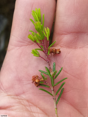 Erica obtusata