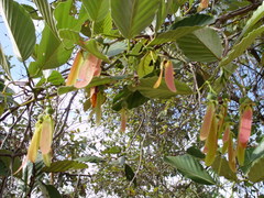 Dipterocarpus