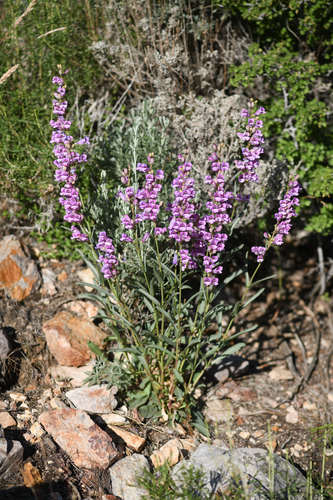 pahute beardtongue (Penstemon pahutensis)