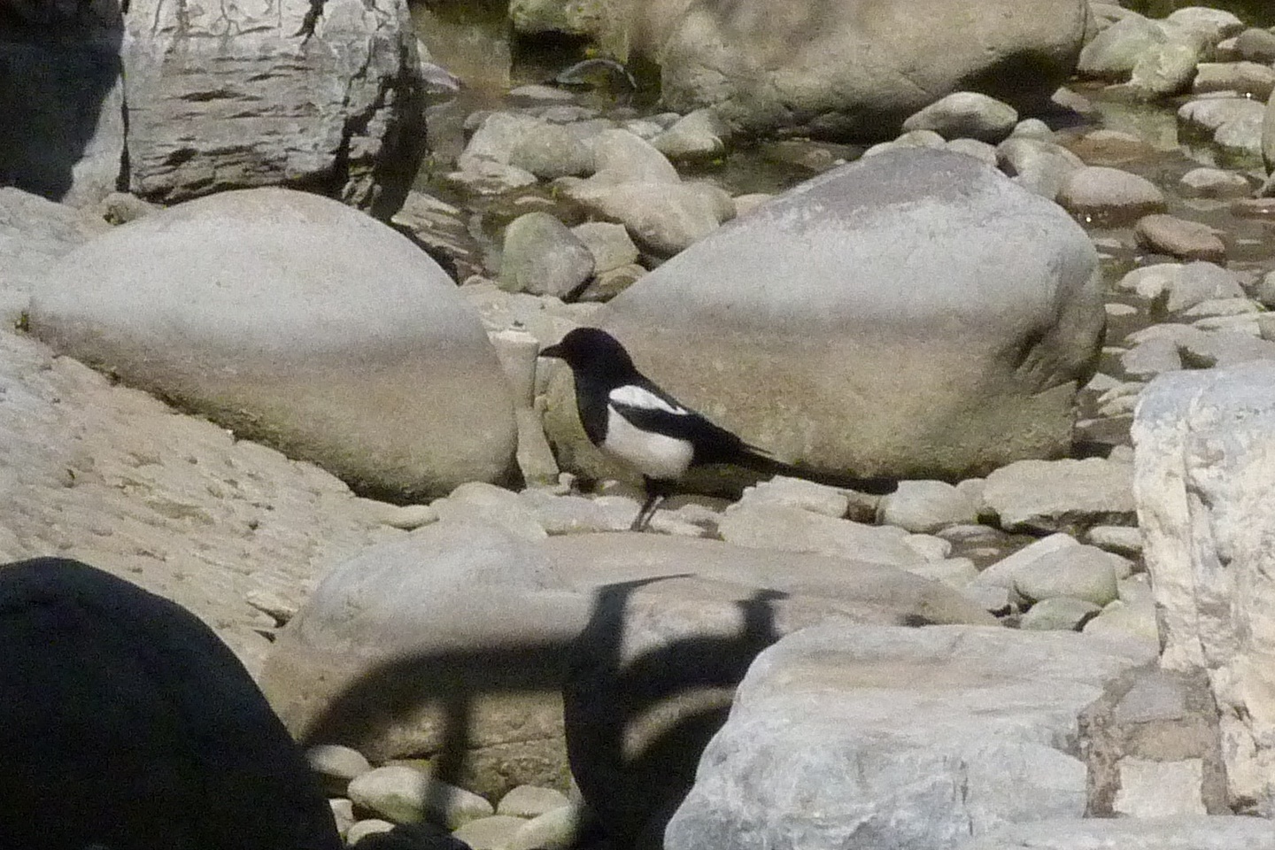 Oriental Magpie