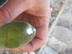 Cynanchum racemosum