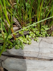 Hydrocotyle sulcata