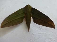 Xylophanes crotonis